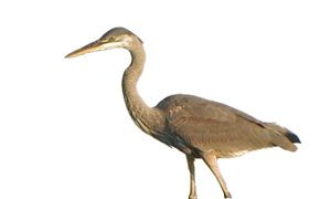 great blue heron