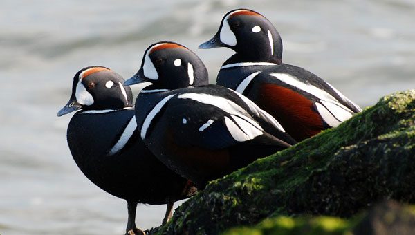 harlequin ducks