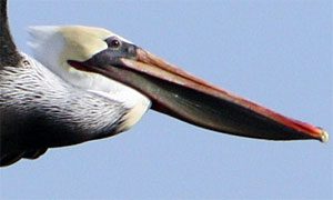 brown pelican