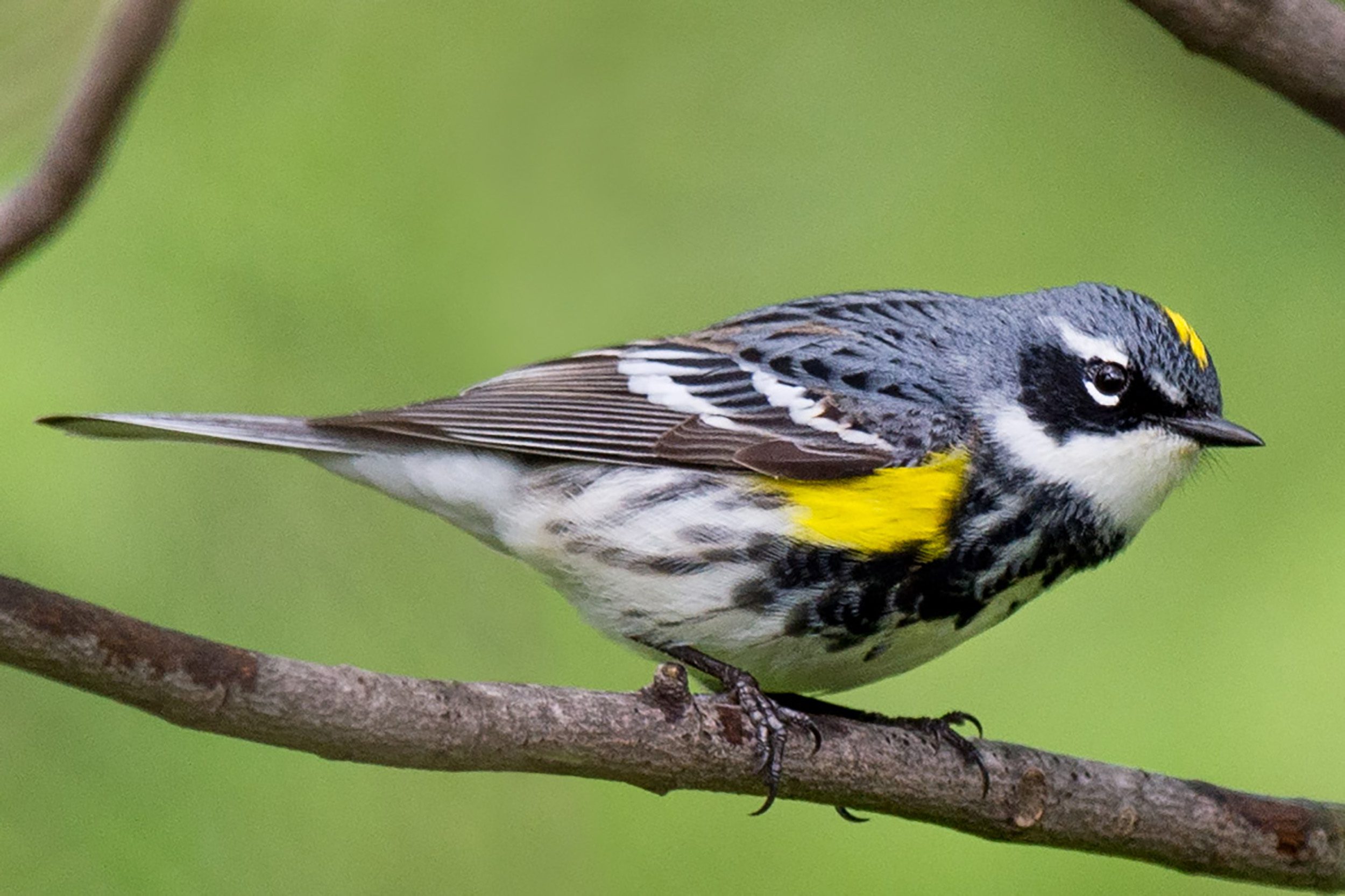 Yellow-rumped Warbler by Ray Hennessy