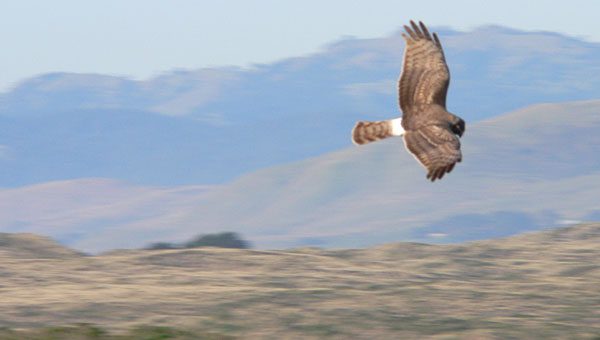 northern harrier or marsh hawk