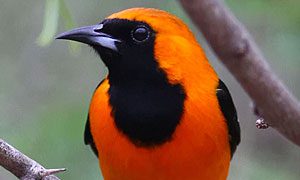 hooded oriole