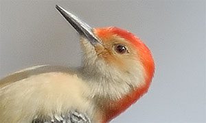 red-bellied woodpecker