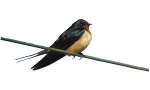 barn swallow