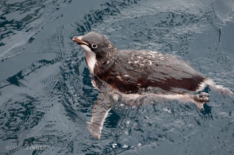 Adélie Penguin