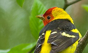 western tanager