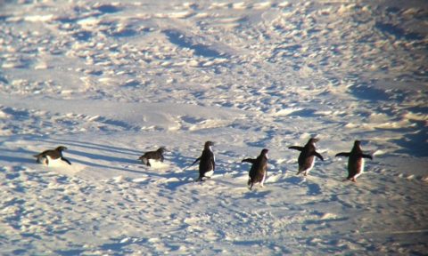 Adélie Penguins