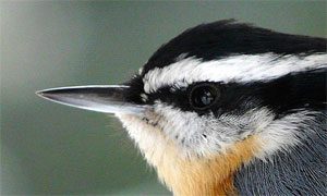 red-breasted nuthatch