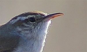 bewick's wren