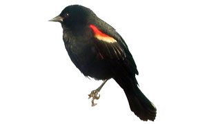 red-winged blackbird