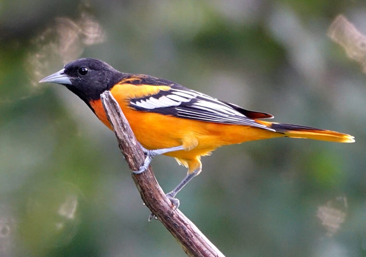 An orange and black bird perched on a stick.