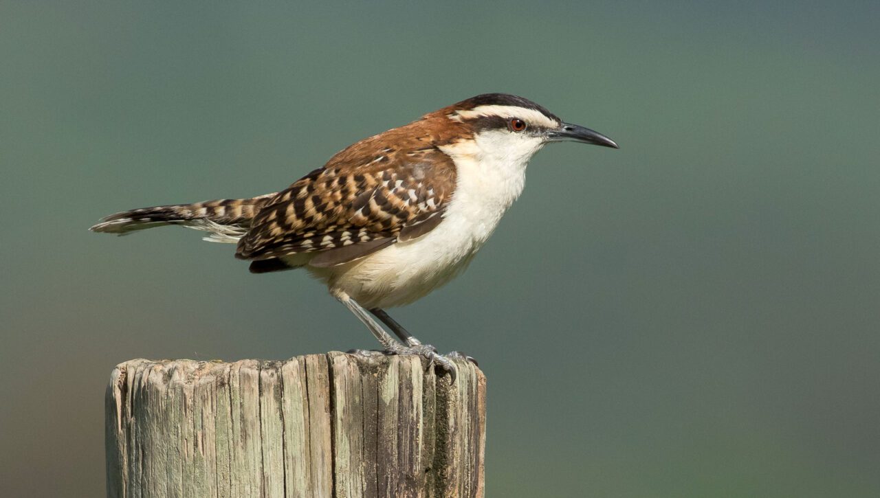 White and reddish-brown brown bird with a white chest and abdomen, a white and black striped head, long, black bill and red eye, perched on a piece of wood.