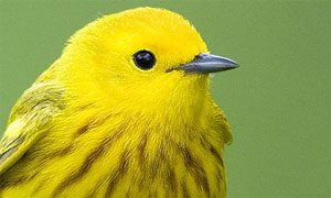 yellow warbler