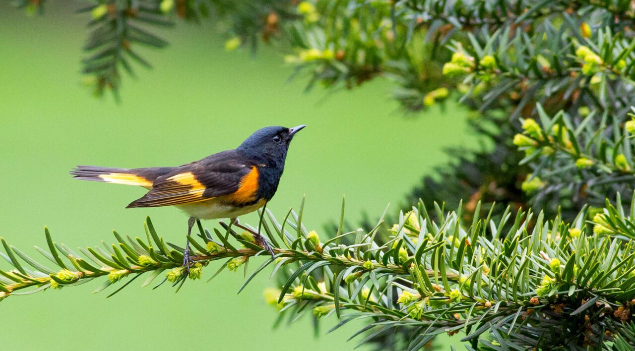 Black and orange bird on a fir tree.