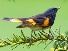 Black and orange bird on a fir tree.