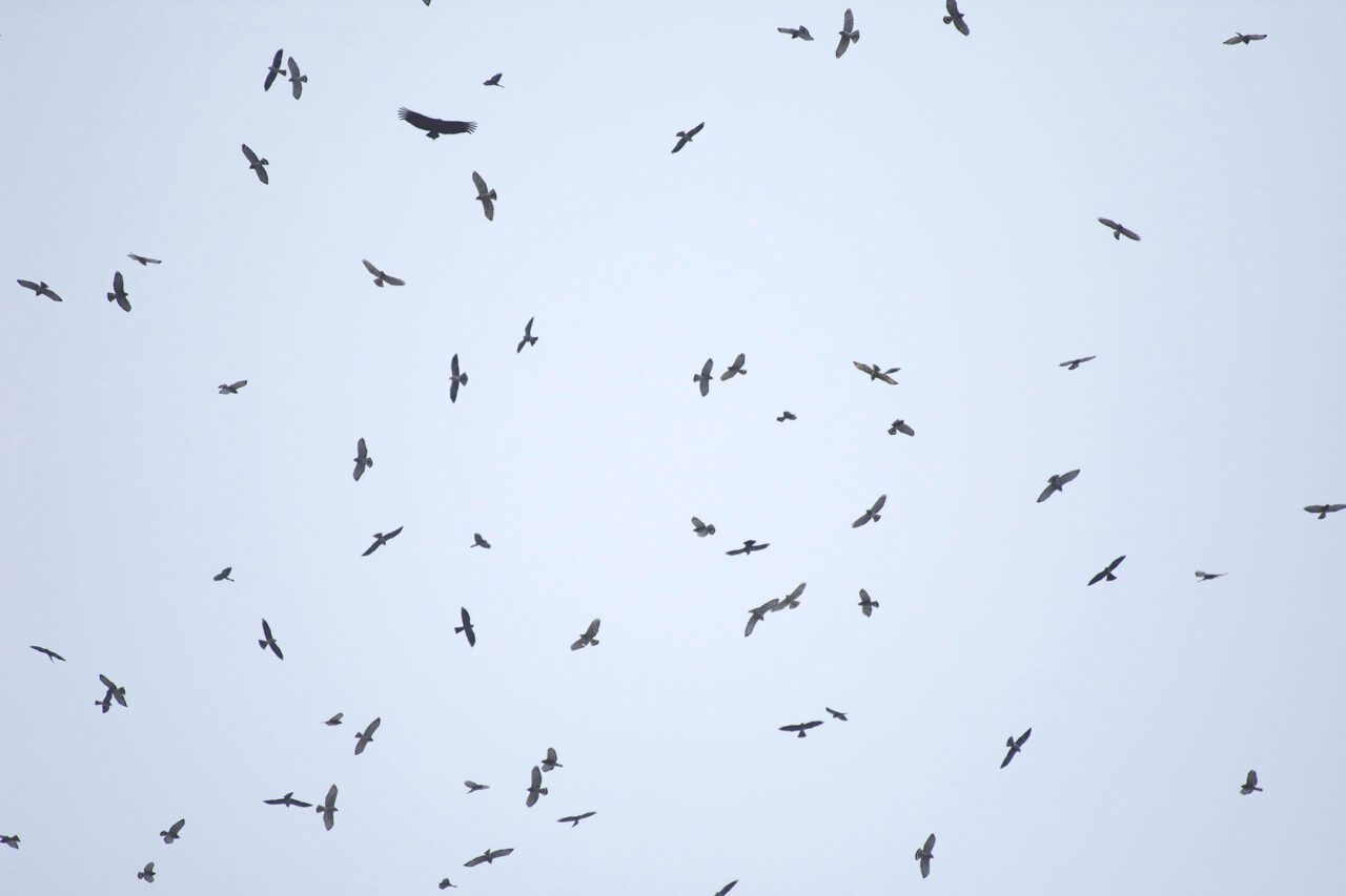 Silhouettes of raptors in the sky.