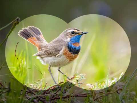 A small beige and brown bird with orange patches and a bright blue throat, stands with its tail upright.