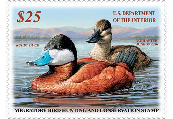 The 2015-2016 duck stamp featuring Ruddy Ducks