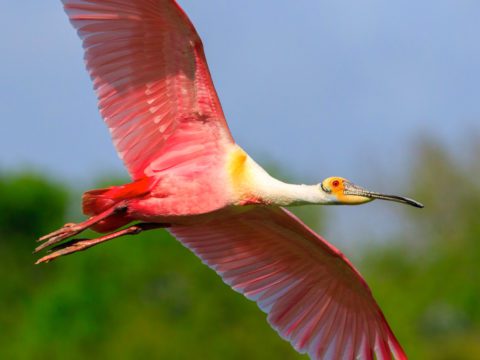 Flying Roseate Spoonbill