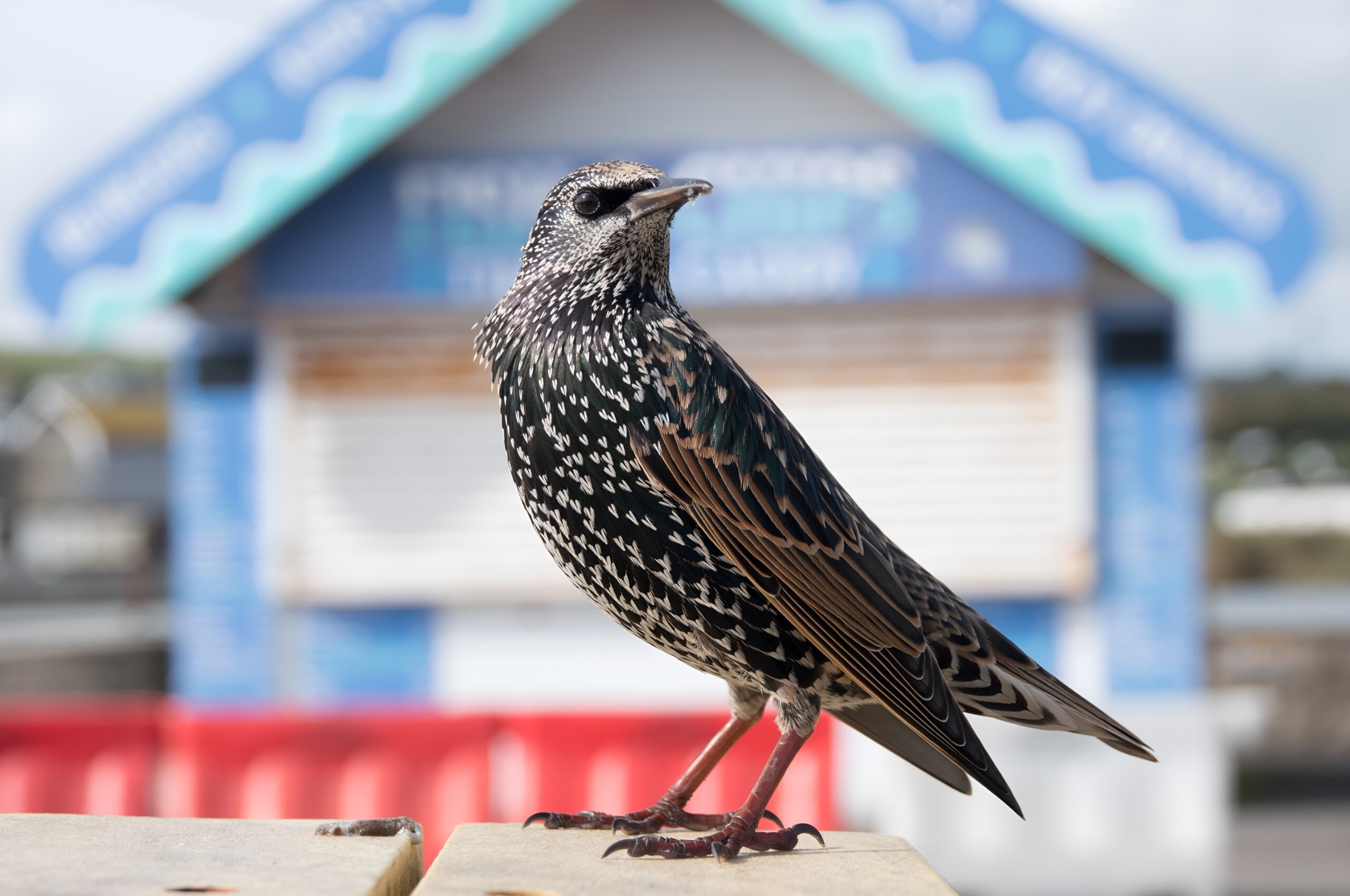 A dark bird speckled with white.