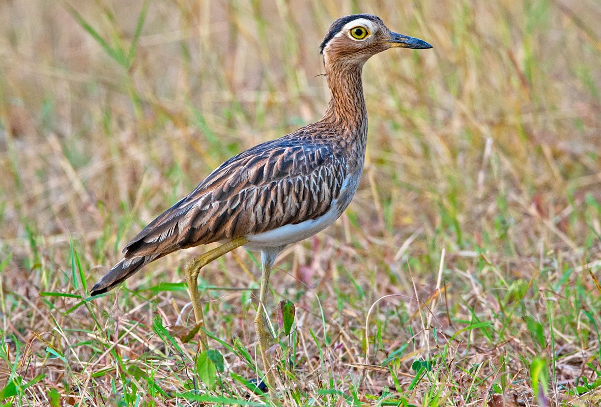 Brown streaky bird with a big yellow eye and long yellow legs and black cap.