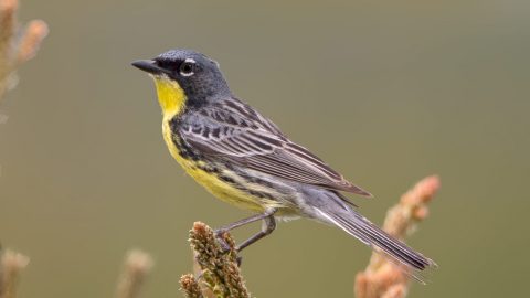 Kirtland's Warbler by David Speiser