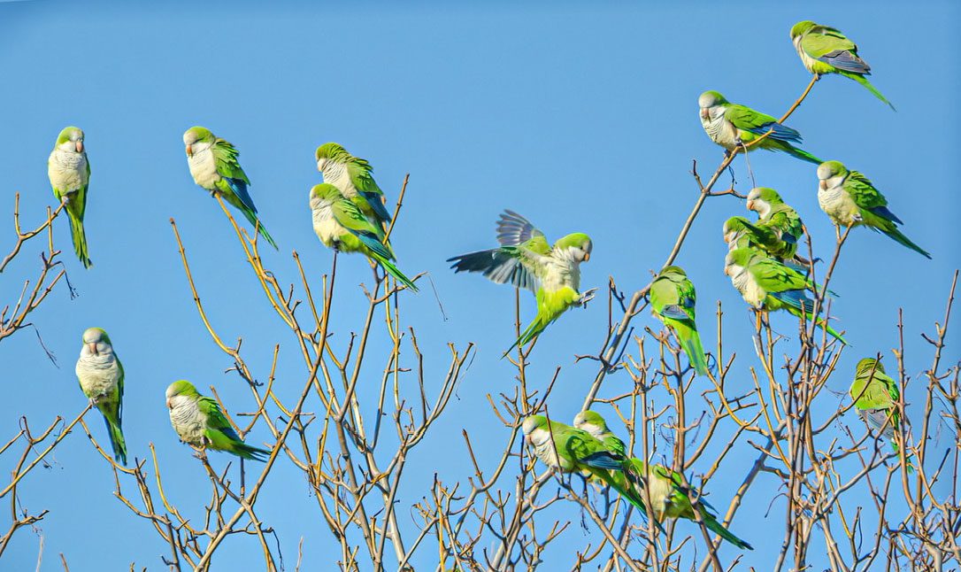 Green and white parrots perched together on a tree.