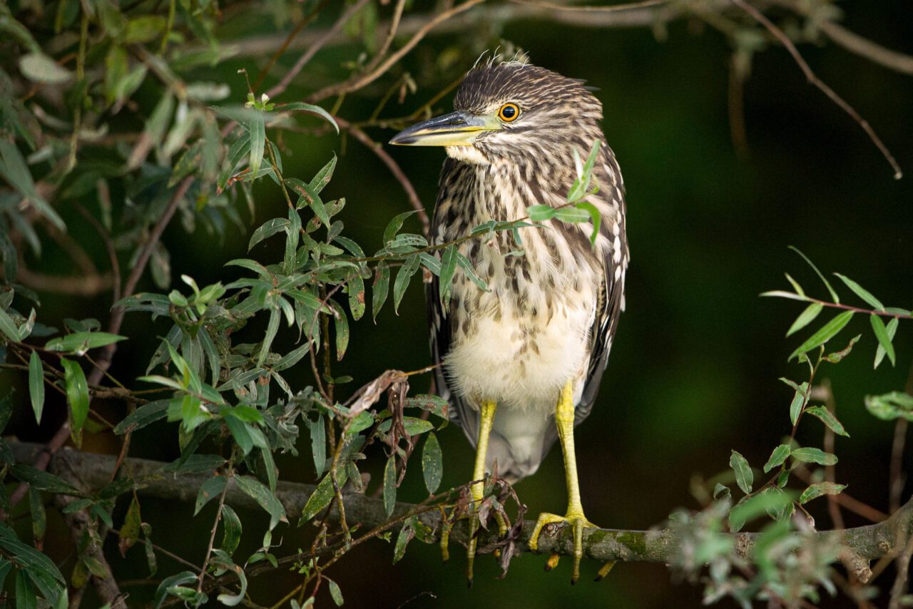 A brown and white streaky birds with long yellow legs and bill, and an orange eye, in a tree.