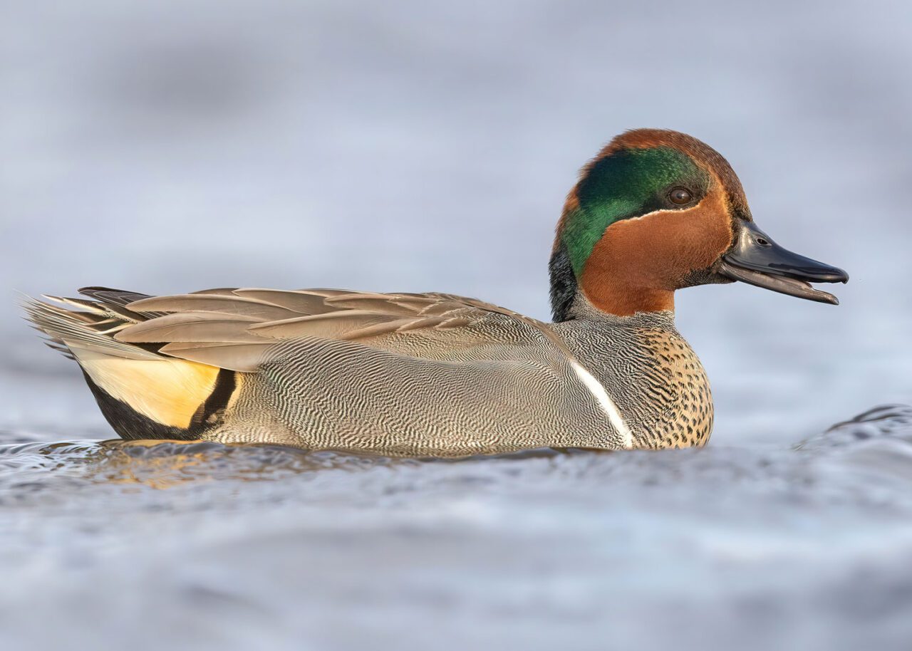 Brown, beige, black patterned duck with with a reddish-brown face, a white rump, and a brought green patch across eye and down to neck.