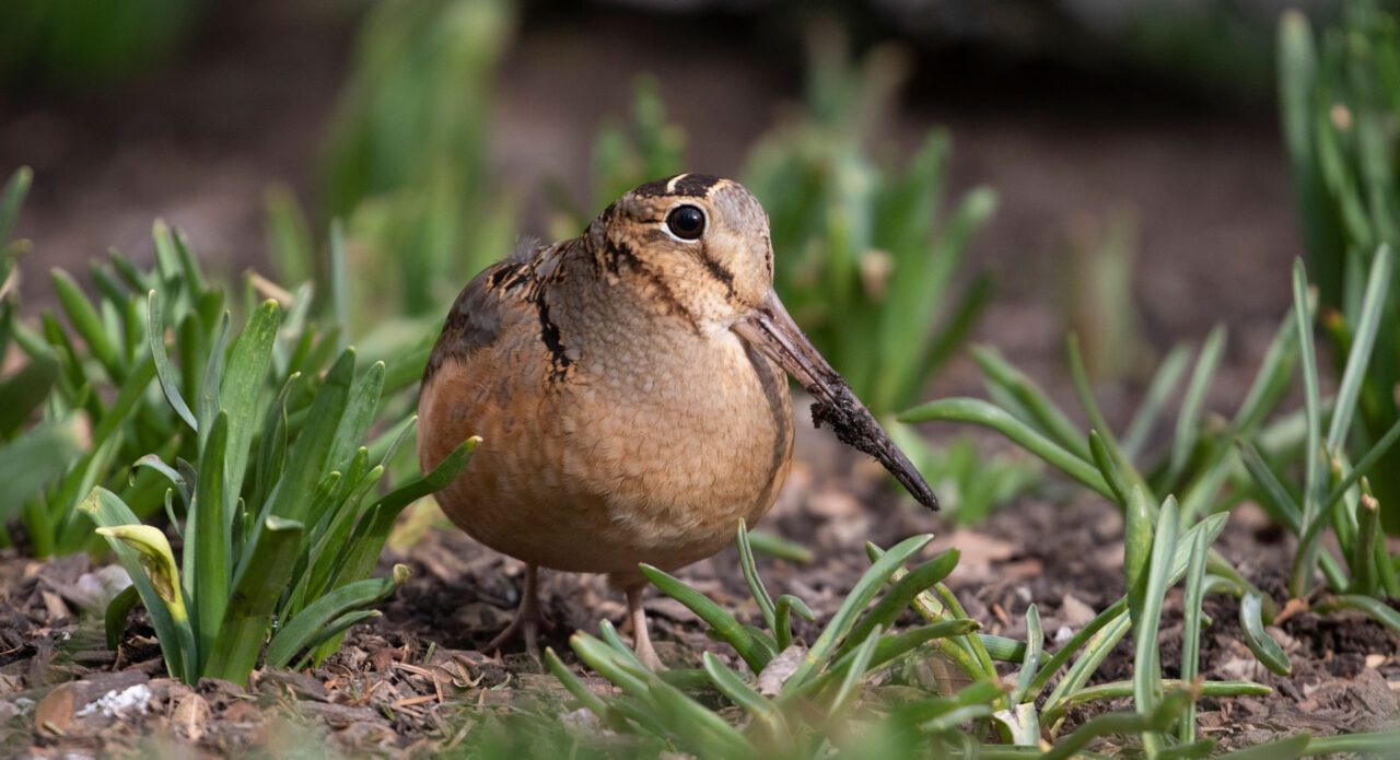 Brown and gray bird with patterning on the head, a big eye, and large, long bill, in the grass.