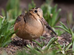 Brown and gray bird with patterning on the head, a big eye, and large, long bill, in the grass.