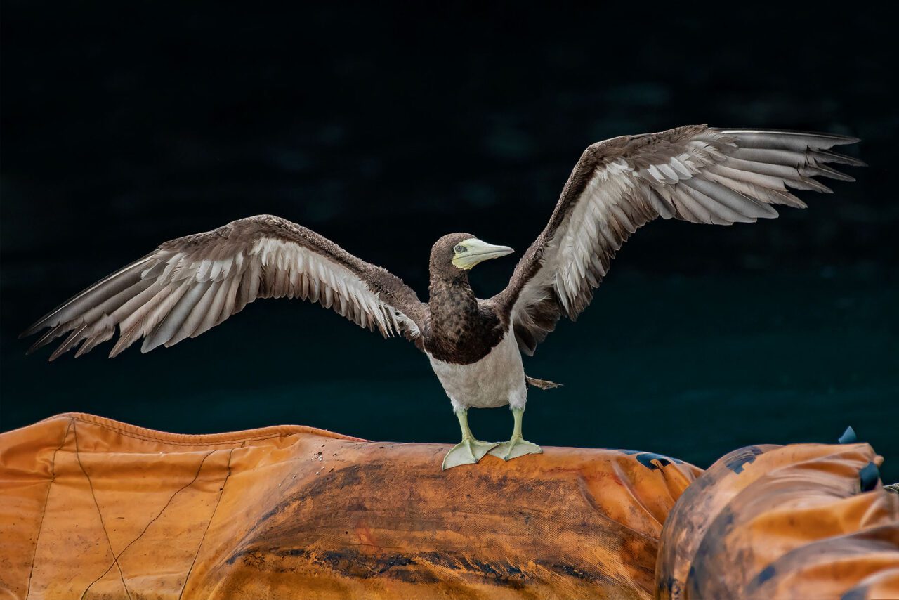 A brown and white bird with large yellow-green feet and face with a large bill, stretches its wings.