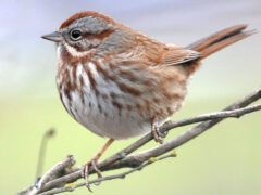 Brown, grey and cream stripy bird.