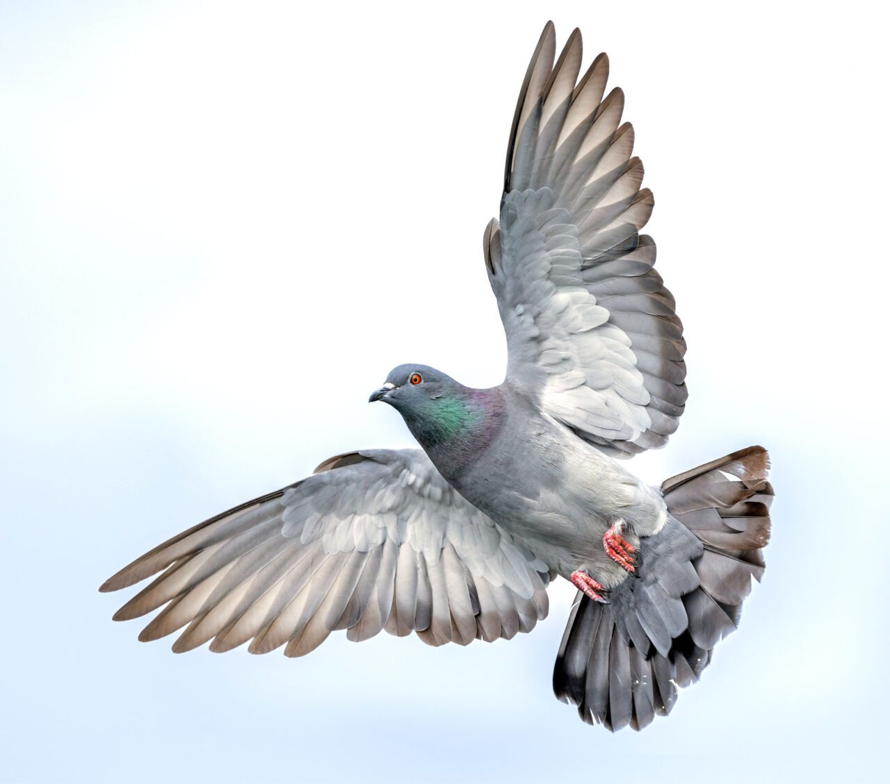 A gray bird in flight with spread wings and tail.