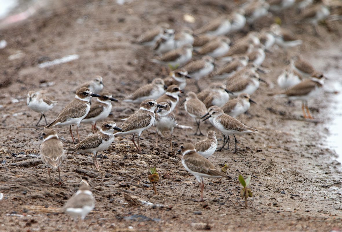 Small brown and white birds with big black eyes and bill, stand in muddy sand.