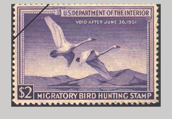 The 1950-51 Duck stamp featuring Trumpeter Swans.