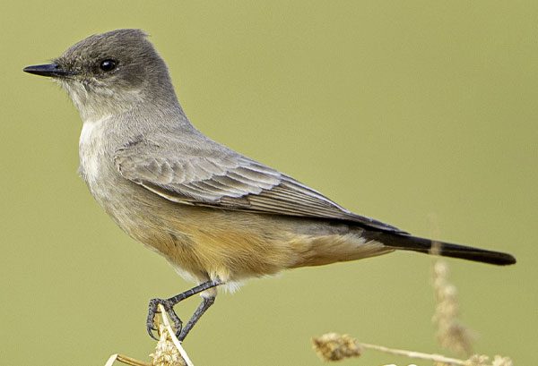 A gray bird with a reddish ubderbellly stands on a branch.