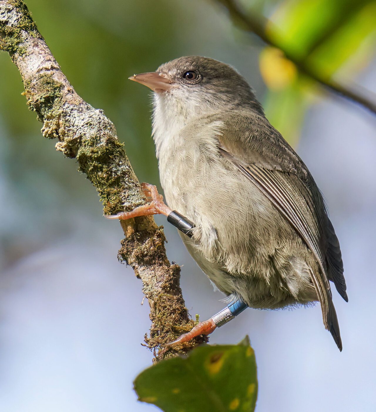 Greyish-beige little bird with small, conical pinkish bill, perches on a branch, with ID tags on its legs.