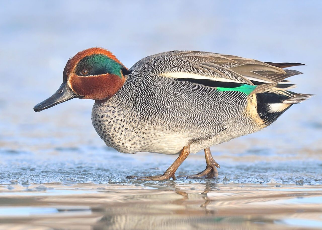 Brown, beige, black patterned duck with with a reddish-brown face, a white rump, and a brought green patch across eye and down to neck.