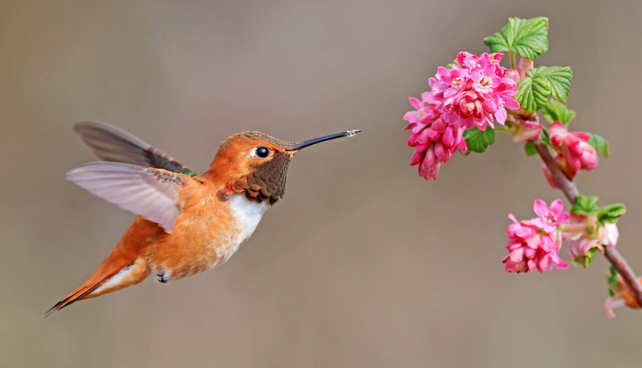 A russet colored little bird with a long bill, pointed wings and brown throat, hovers in the air next to pink flowers.