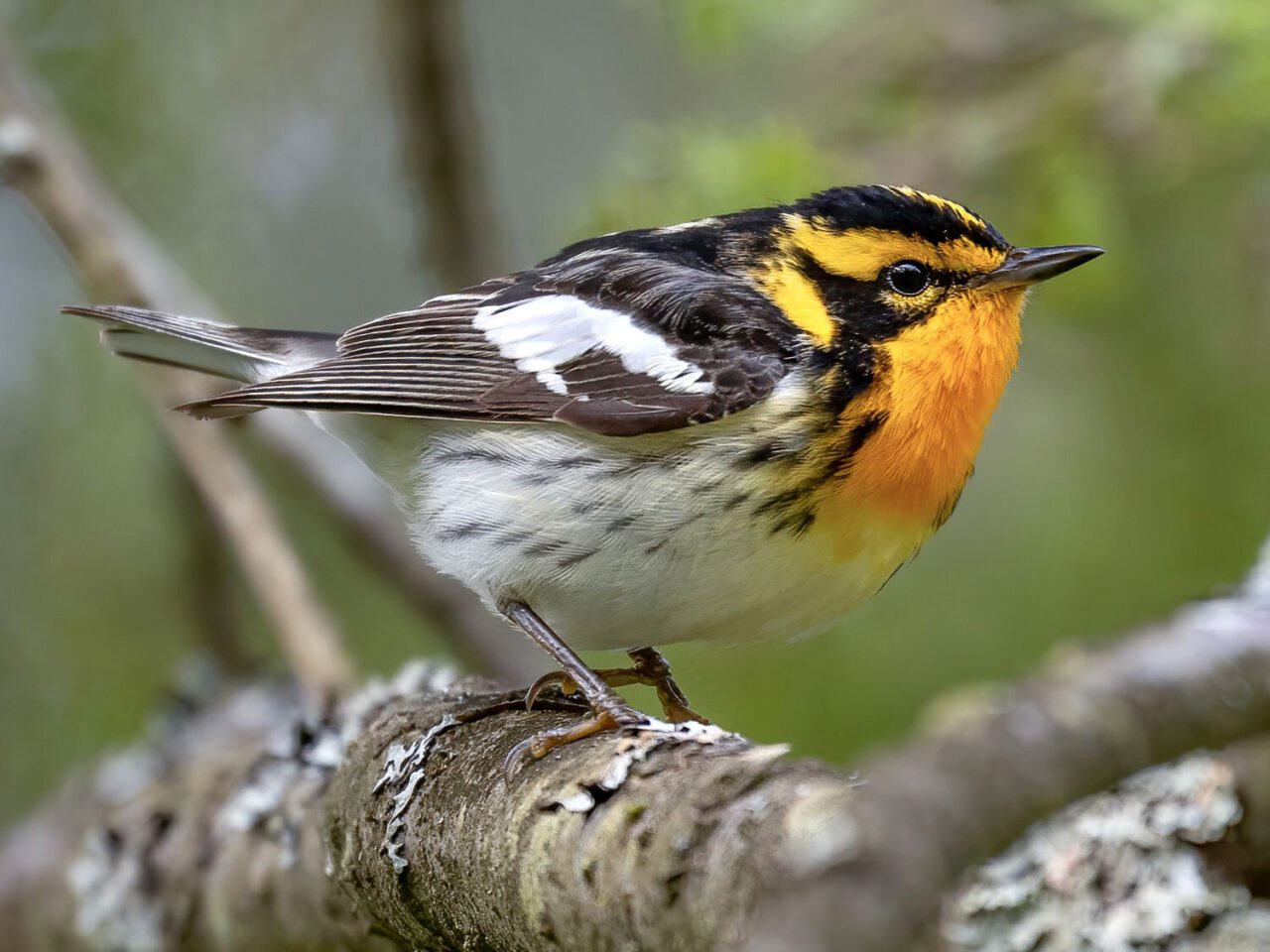 a small bird with a brilliant orange throat perches on a branch