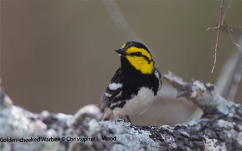 Golden-cheeked Warbler