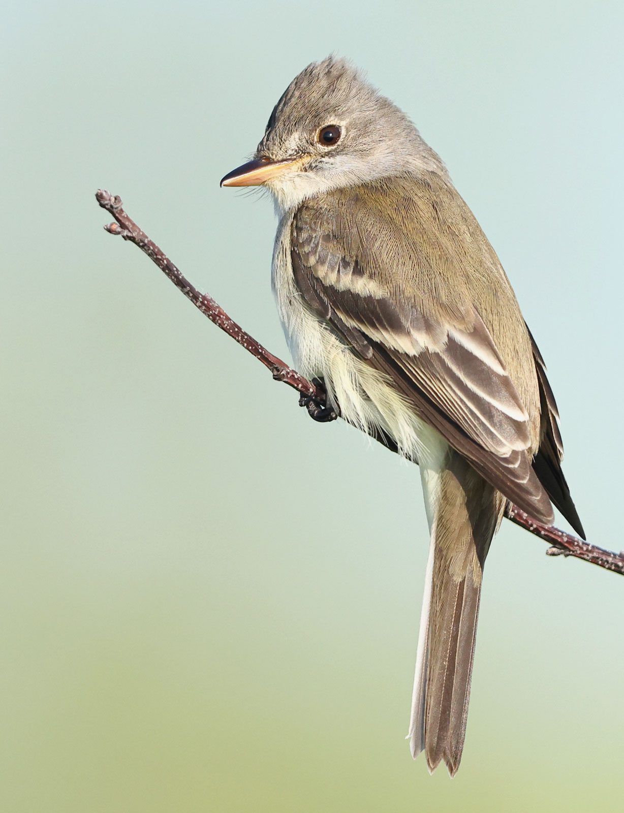 A small, cream-greenish bird with a crest, perches on a branch.