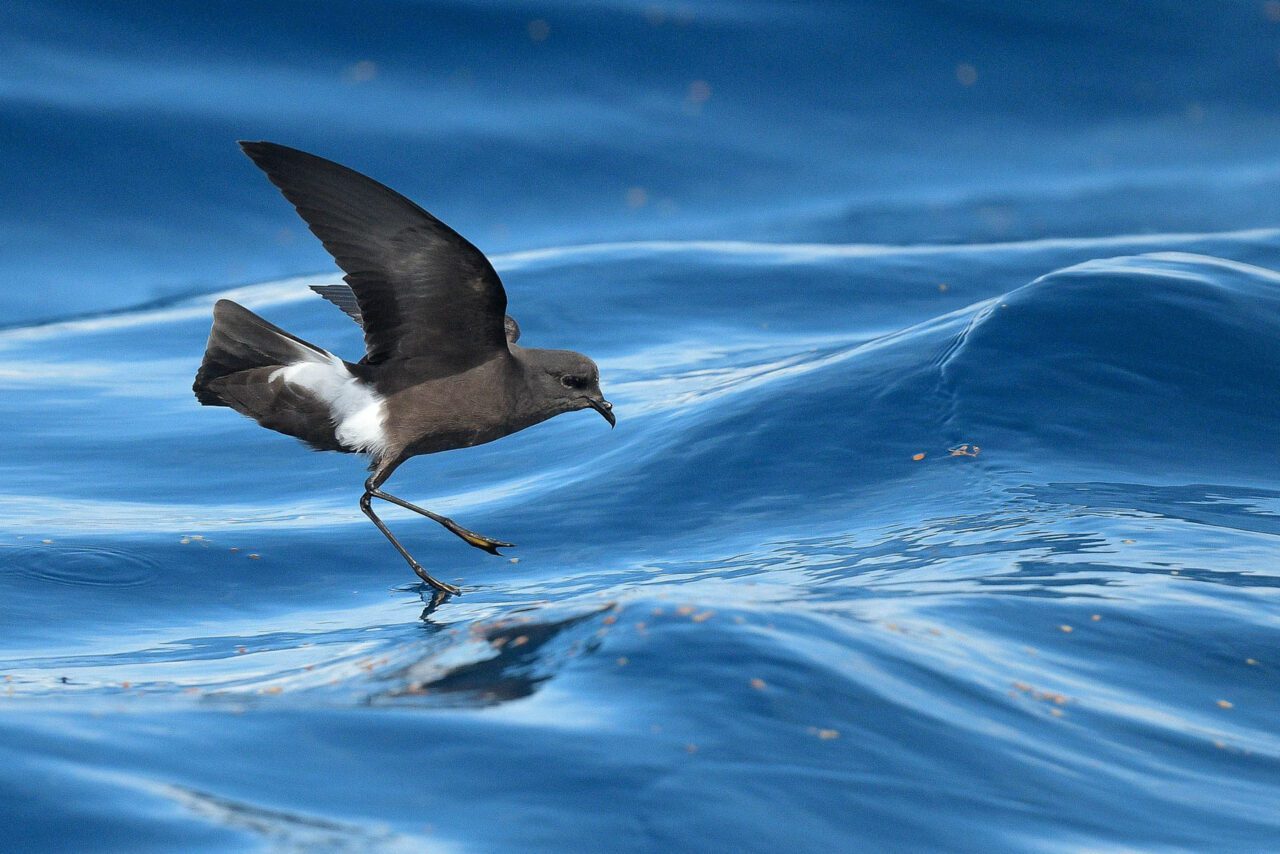 A black bird with white undertail feathers touches the waves with its feet.