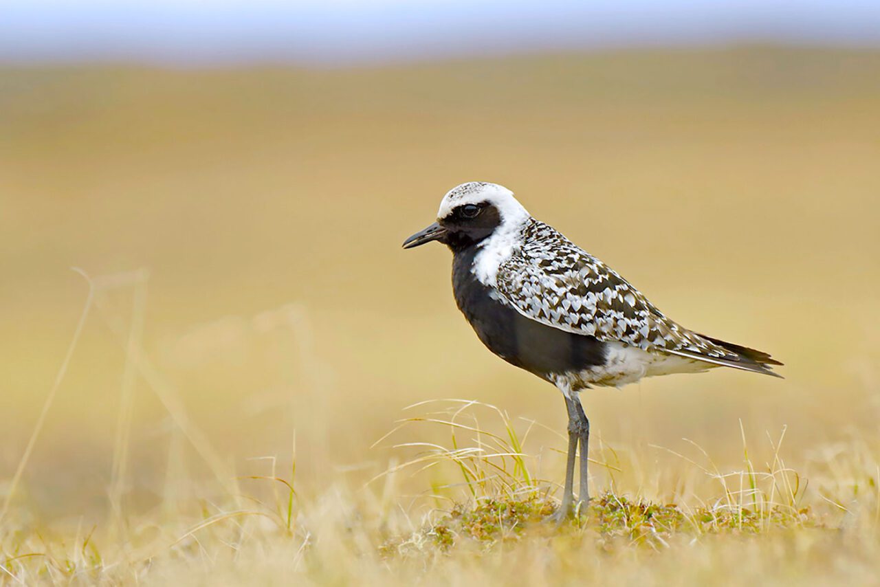 A long-legged bird with a black face and chest, and patterned black, white and brown body above