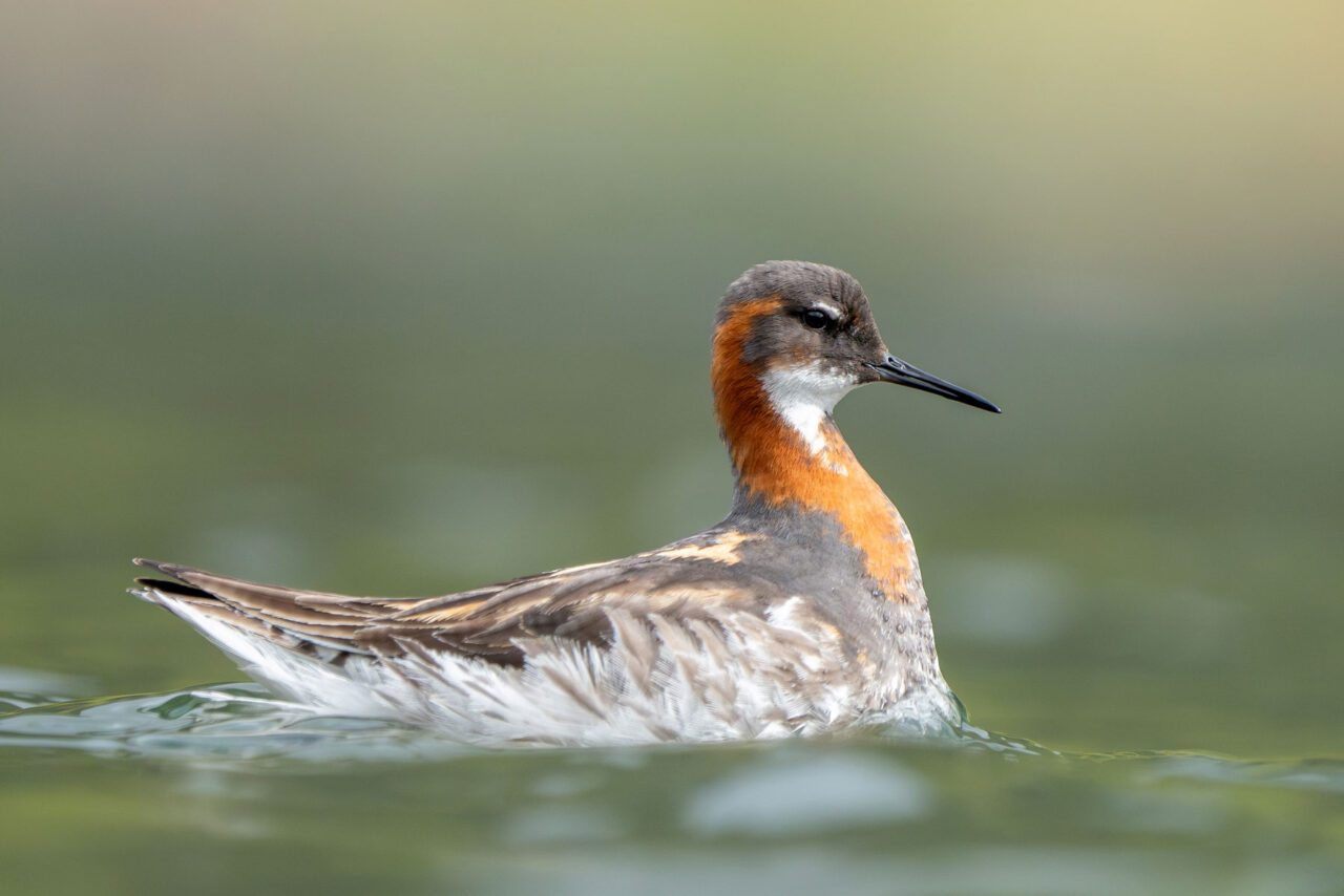 A brown and white bird with chestnut neck and breast, on the water.