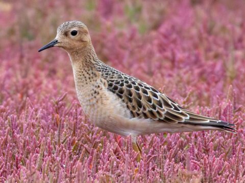 A beige and brown bird stands in a field of pink foliage.