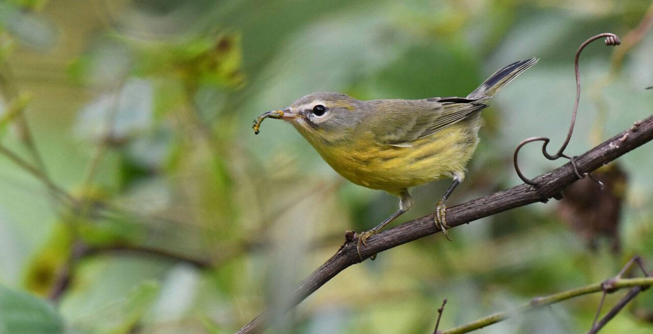 a gray-yellow bird on a stick with a caterpillar in its bill.