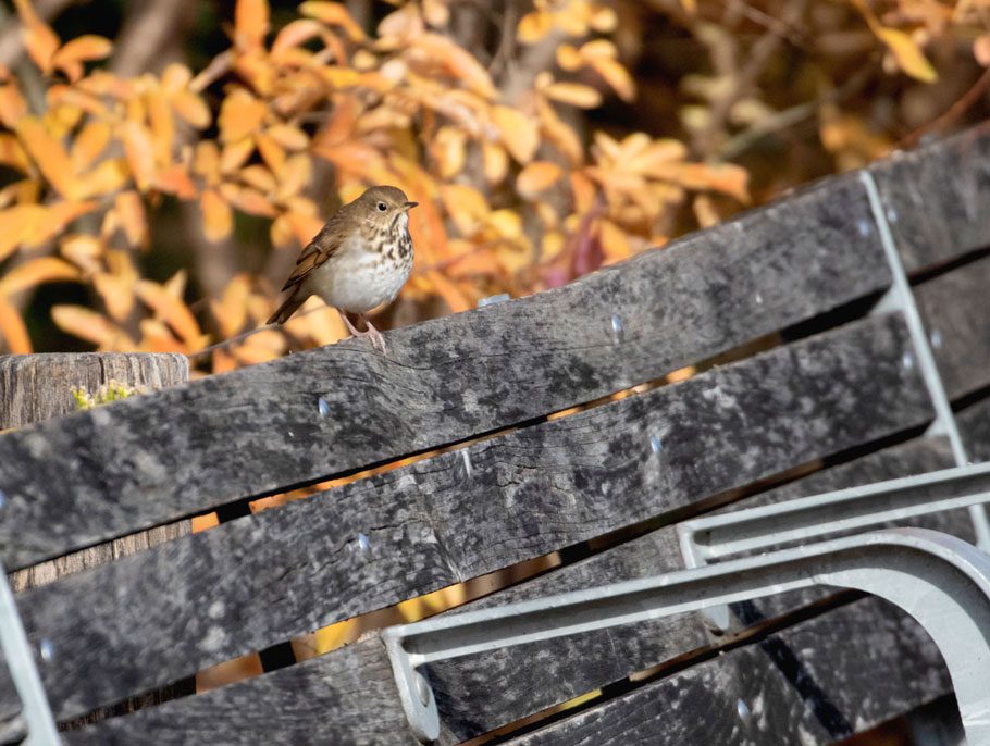 A brown and white bird with a spotted breast stands on a city bench.