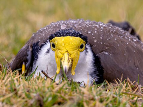 Brown and white bird with extensive yellow facial skin, lying down in the grass.